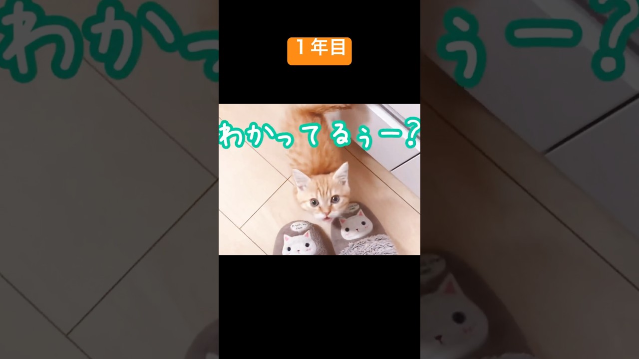 茶々パパの鳴き声特集！ #猫の鳴き声 #マンチカン #shorts