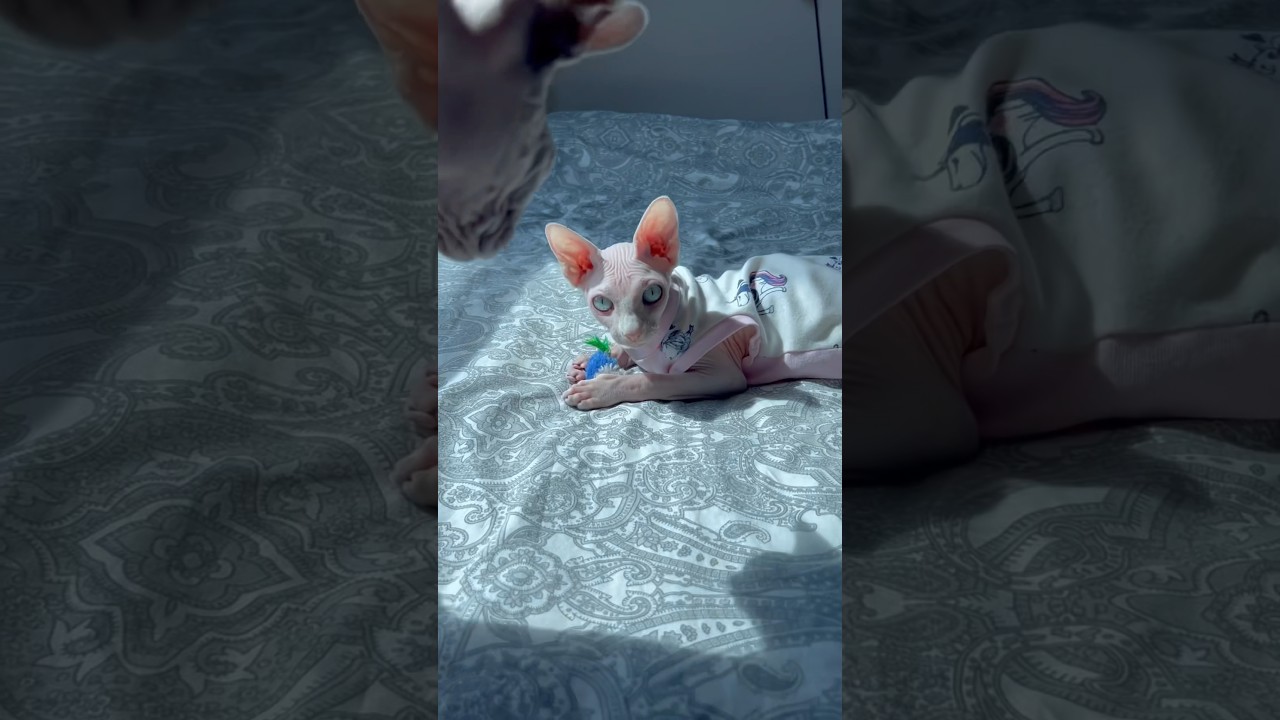 お気に入りのおもちゃで遊ぶ毛のない猫【スフィンクス猫】