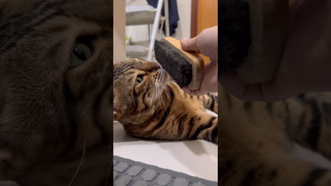 大好きなブラッシングでご機嫌な猫【ベンガル猫】