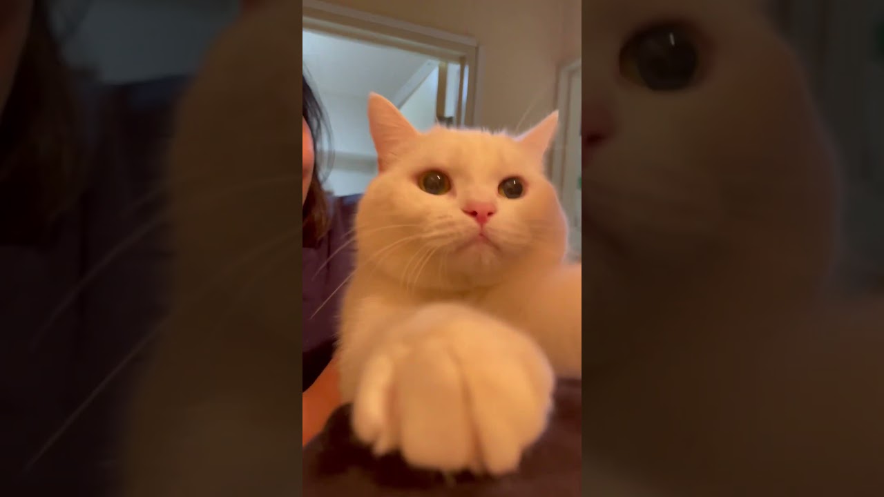 『おいで！』と呼ぶと来るネコさんが可愛い　#shorts #スコティッシュフォールド #ねこ #猫 #白猫 #cat #kitty