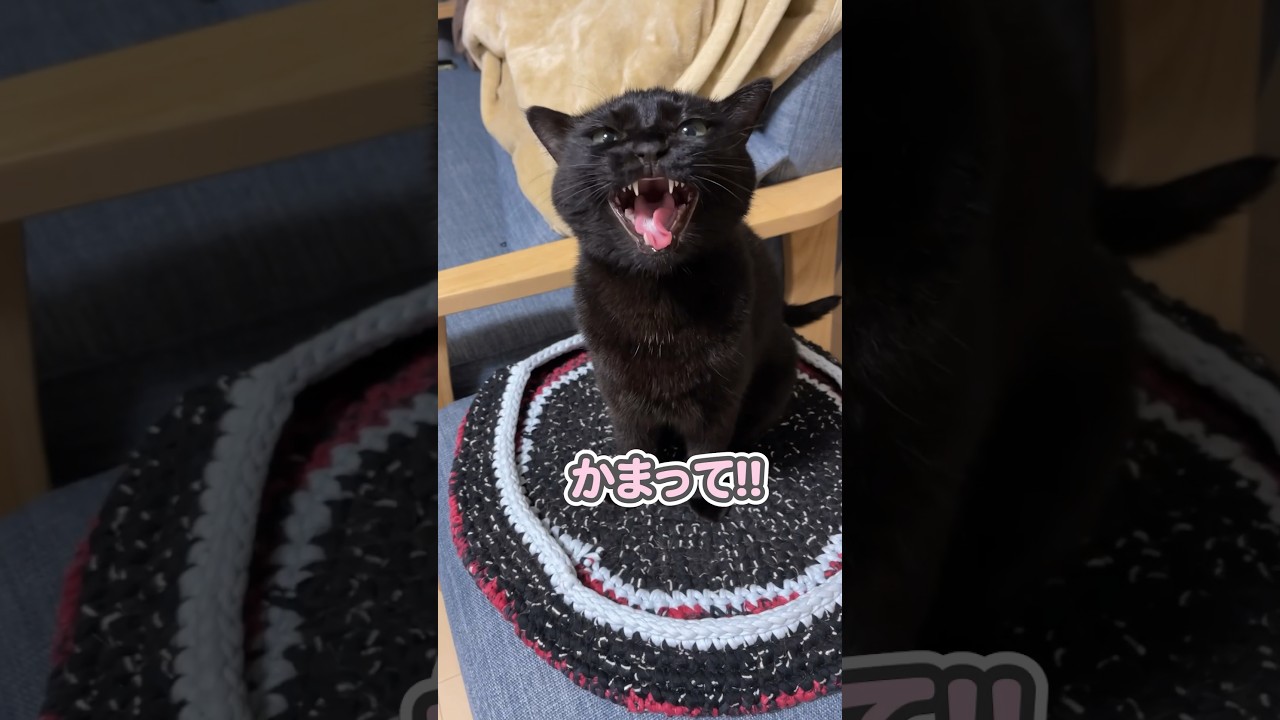 「遊んで〜っ」と、超ロングボイスで泣き叫ぶ猫