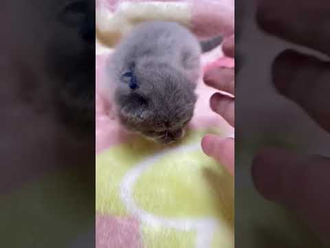 ブルーホワイトがとても可愛い男の子。