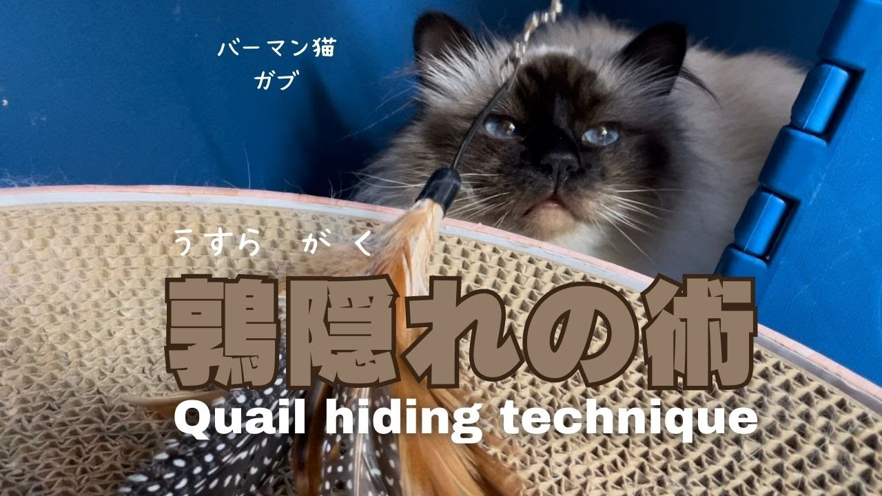 バーマン猫ガブとミカ【鶉隠れの術】Quail hiding technique（バーマン猫）Birman/Cat