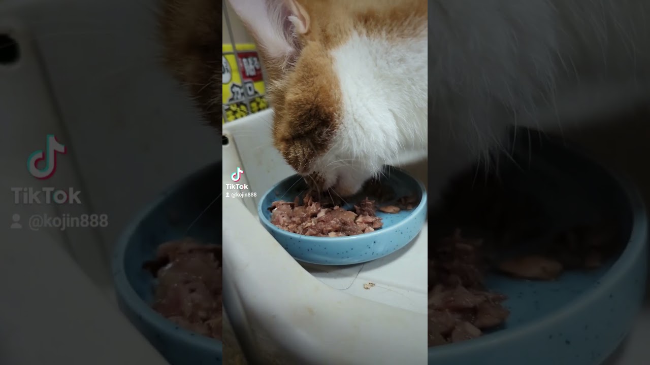 8/1ねこさんの晩餐会（´・ω・`） #ねこ #cat #マンチカン #アビシニアン #キジトラ #猫 #短足マンチカン #cute #abyssinian #短足