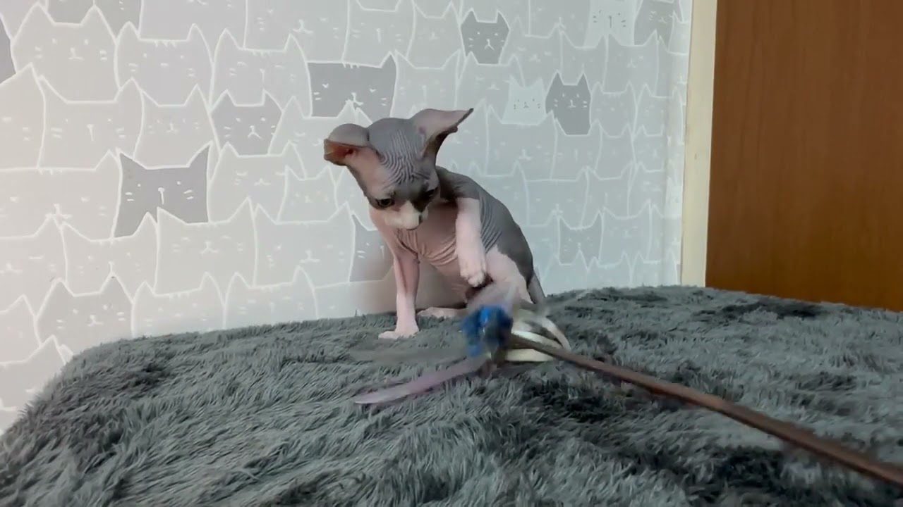 スフィンクス ブラック&ホワイトの男の子♪