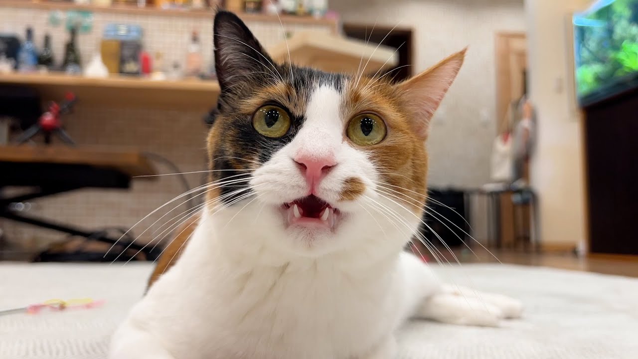 飼い主が大事な話をしている時にとんでもない顔になってしまう猫