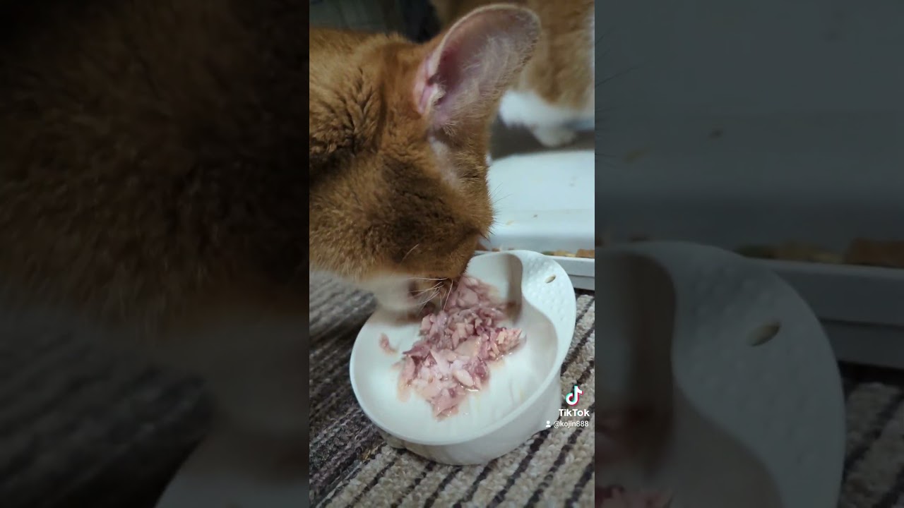 8/25ねこさんの晩餐会（´・ω・`）#ねこ #cat #マンチカン #アビシニアン #キジトラ #猫 #短足マンチカン #abyssinian #短足