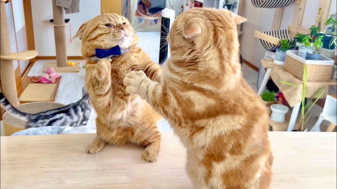 最近、勝てそうなちゃーぼーにばかりちょっかいを出す茶々パパ #猫 #マンチカン