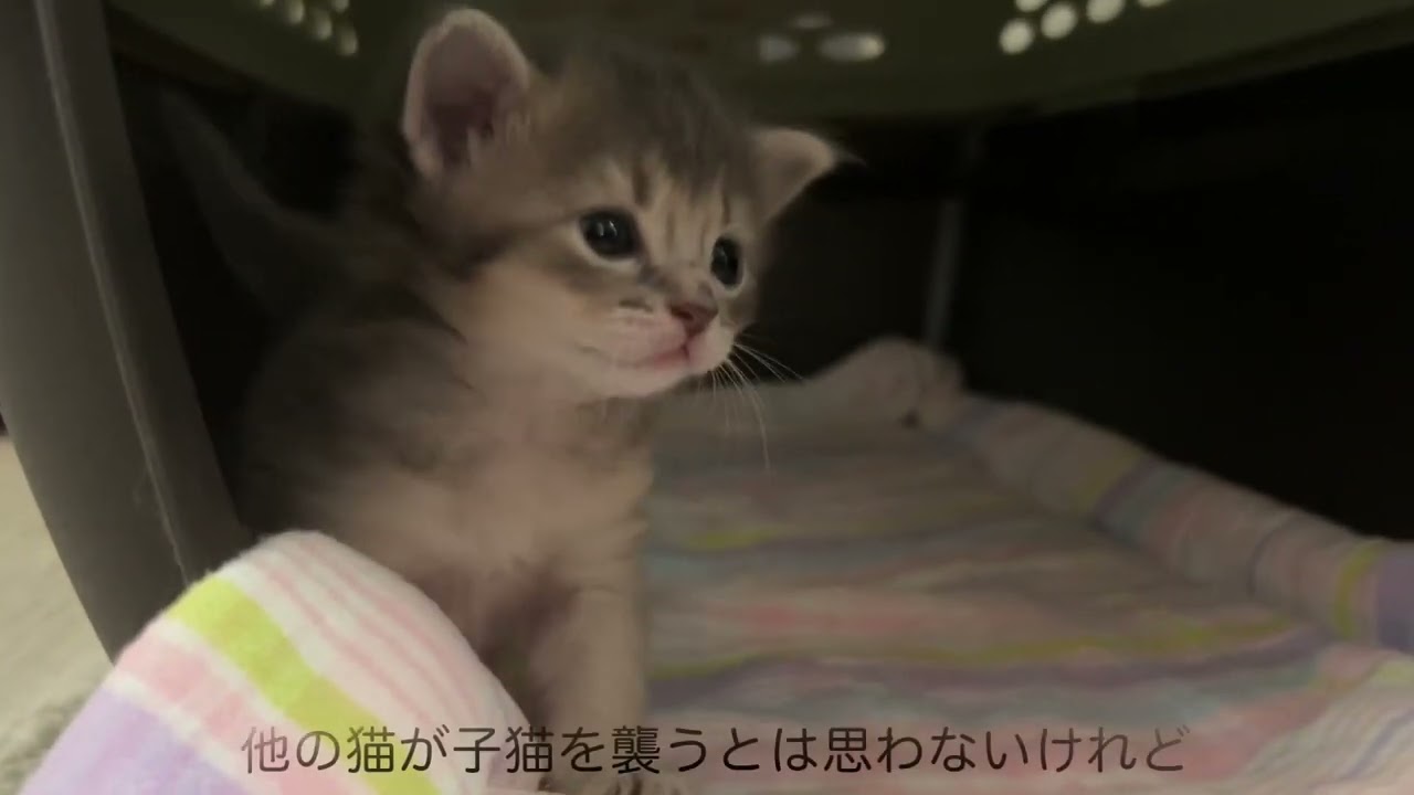子猫放牧場、はじまりました。