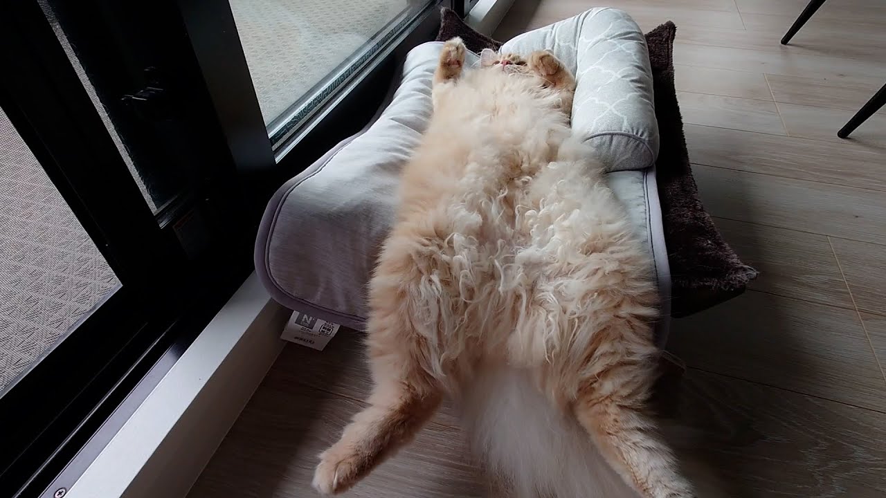 暑すぎて子猫がだらけてしまいました…【サイベリアン】