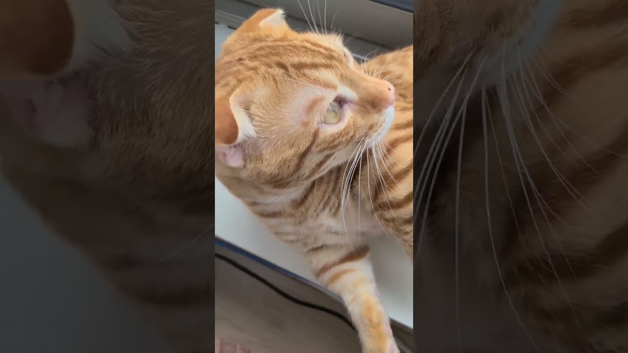 また鼻になにかつけてるコモドン【コモドンの観察日記】 #キンカロー #猫 #cat