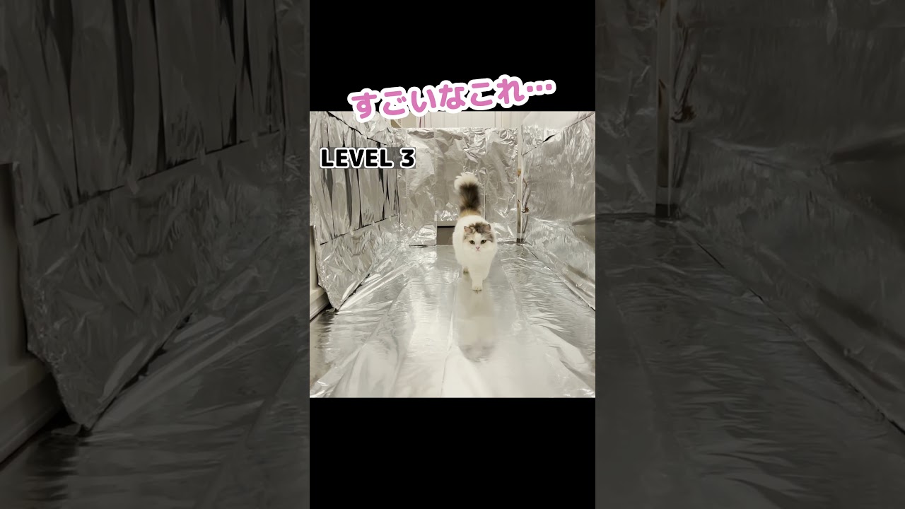 【検証】猫は本当にアルミホイルが嫌いなのか？ #Shorts