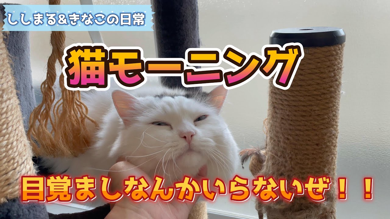 【短足マンチカン&ベンガル仔猫】猫の朝は早い！朝の忙しい時間でも猫達優先する理由