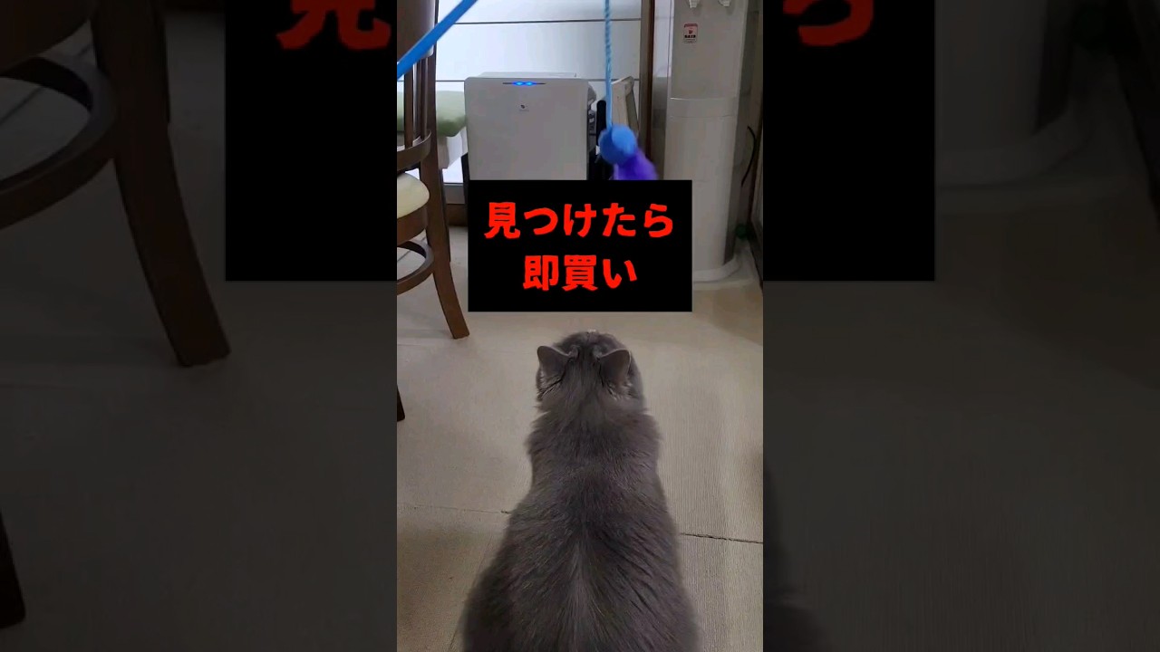 見つけたら即買いのコレ【サイベリアン・キキのKIKICHANNEL】 #サイベリアン #猫 #shorts