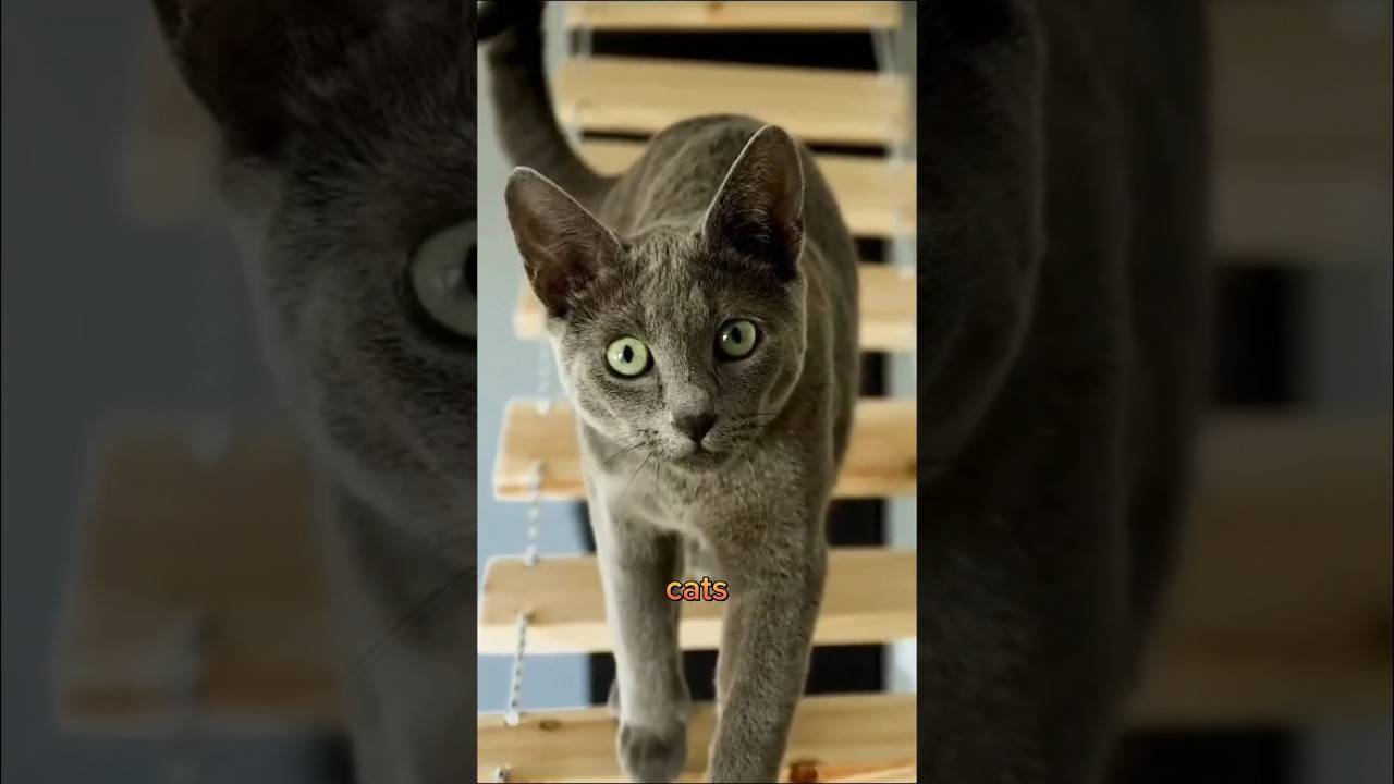 Discover the top 5 budget-friendly cat breeds |  Affordable Cat Breeds #cat #short