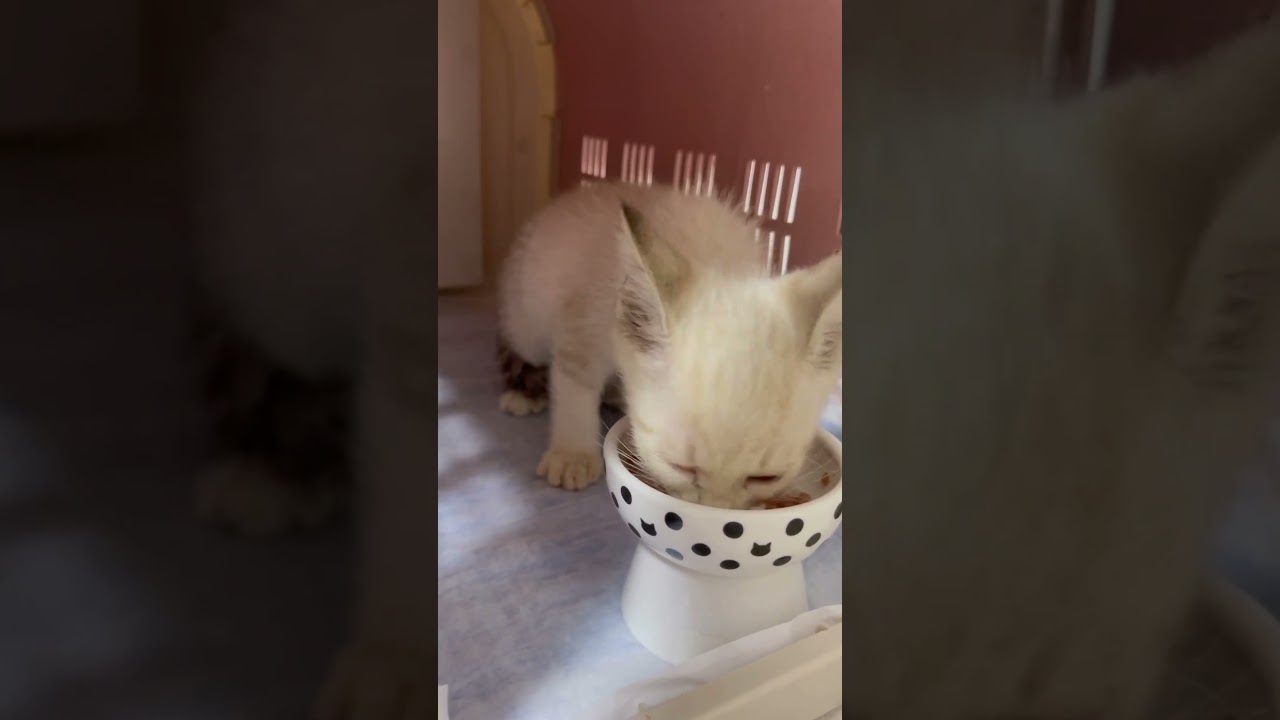 【保護 シャム猫】初ゴハン ちょこっとウマいと喋っちゃう可愛い子猫💘目標ボス猫イケニャン大地くんを見に来てね💗 / rescued a kitten #shorts #癒やし #ボス猫