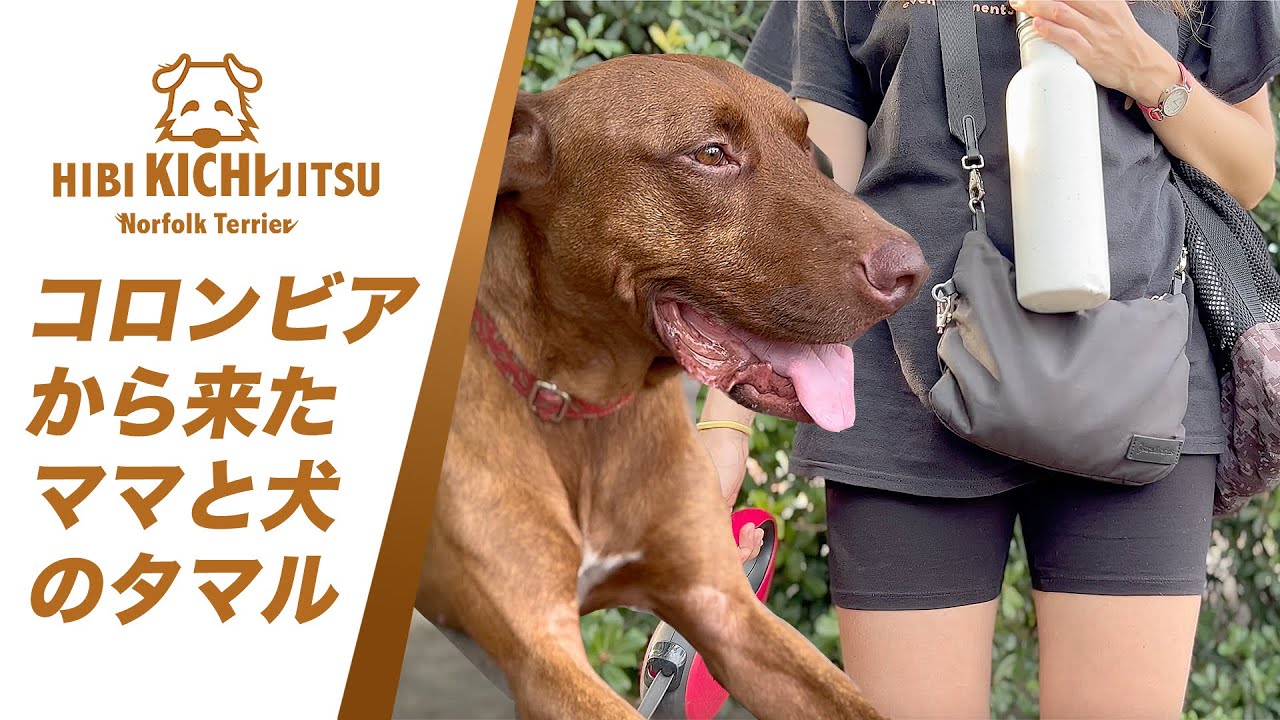 愛犬キチ と コロンビアからママと来た保護犬「タマル」【friends  dog rescuedog ノーフォークテリア norfolkterrier 】