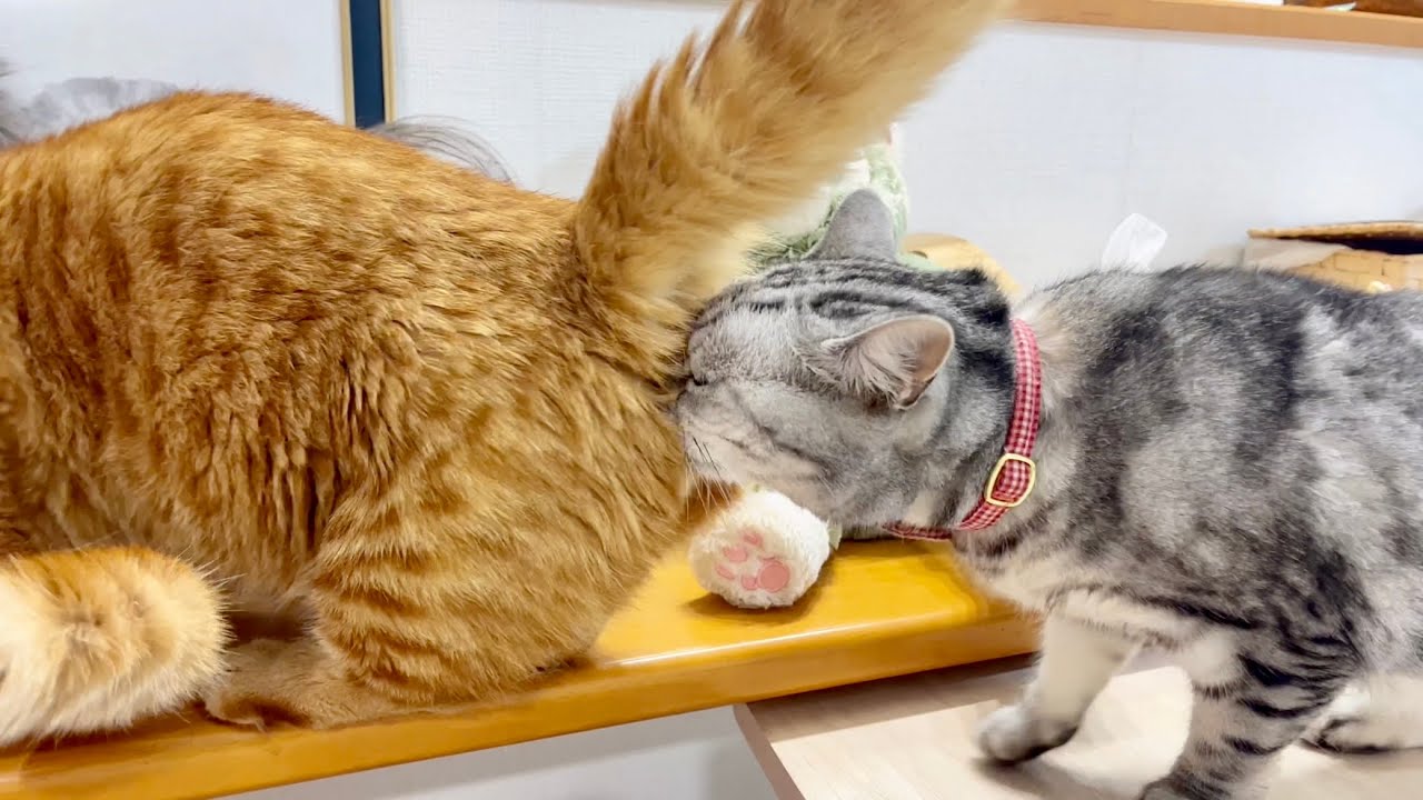 若さエキスをむさぼるあい様！ #猫 #アメリカンショートヘア #マンチカン