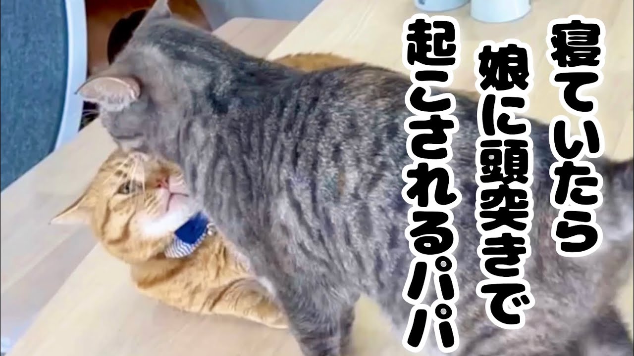 くつろいでたらぎんちゃんに頭突きで叩き起こされた茶々パパとぽちゃくん #猫 #マンチカン