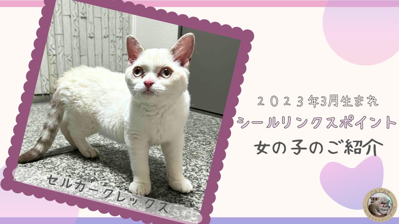 【セルカークレックス　仔猫】販売中の猫ちゃんをご紹介いたします！【シールリンクスポイント】