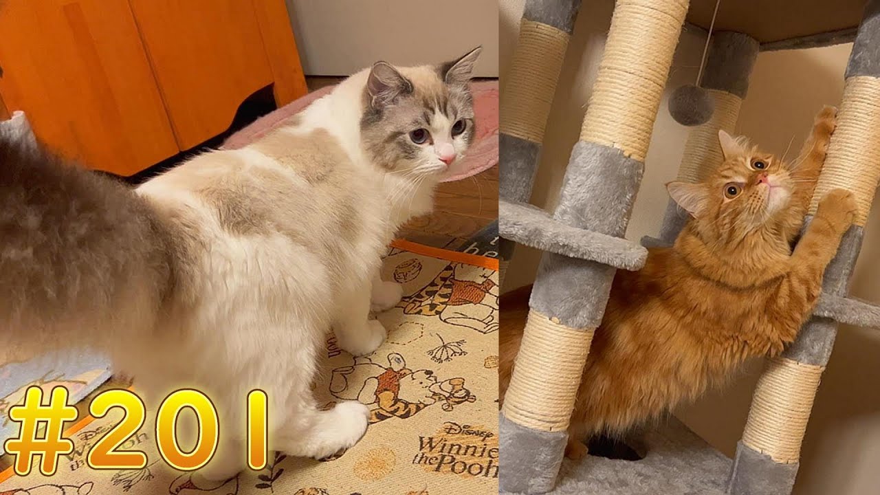 【猫】【cat】マイキーが最近、汚い場所を好んでます！【ペット】【動物】