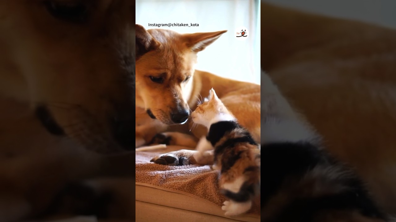 子猫を迎え入れた翌日｜PECO #子猫 #保護猫 #保護犬 #犬と猫のいる暮らし #kitten #dogandcat #dogandcatfriends