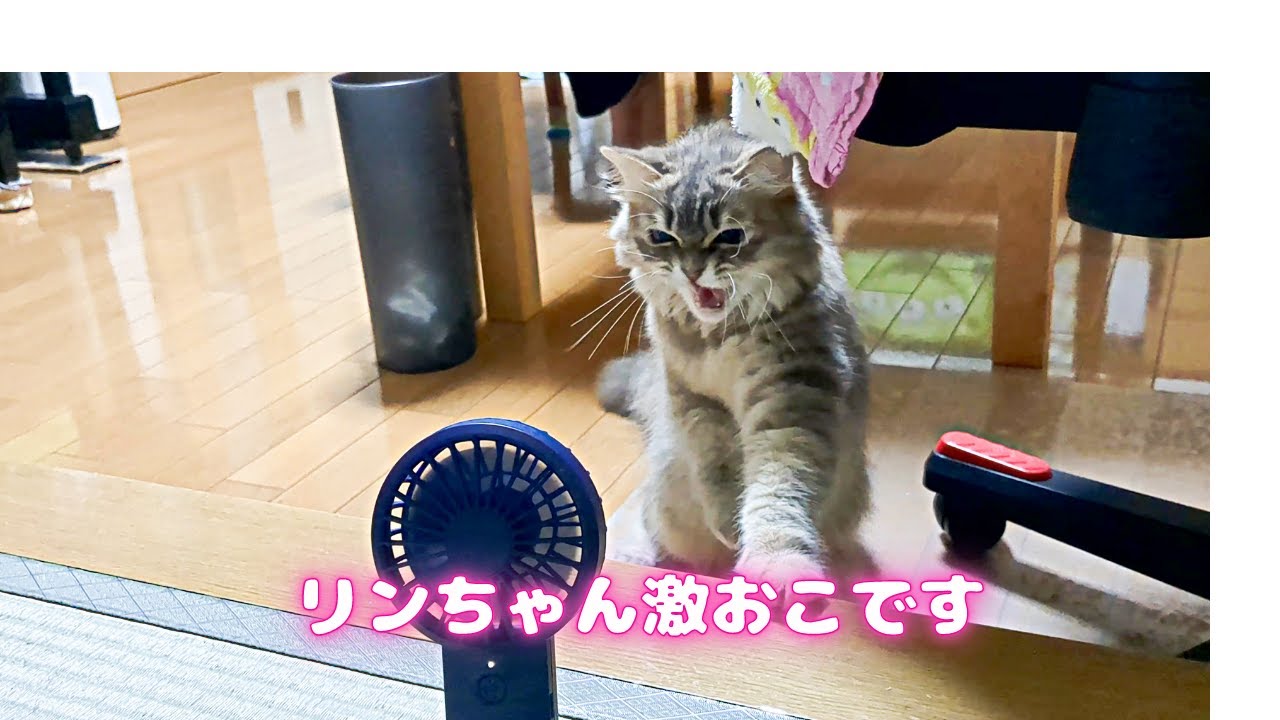 【サイベリアン】リンちゃん珍しくお怒りです