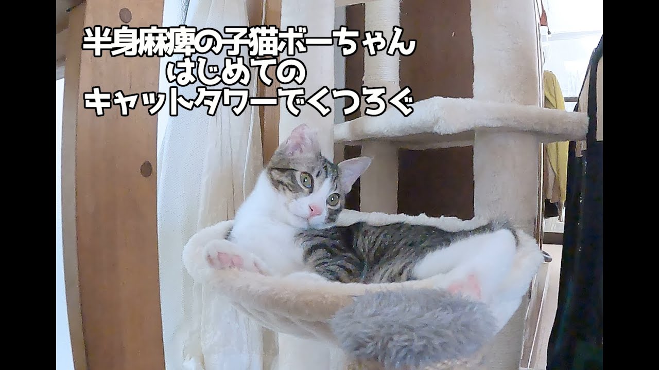 【心が疲れている時に観たい動画】半身麻痺の子猫ボーちゃん、はじめてのキャットタワー＃kitten＃cat＃猫