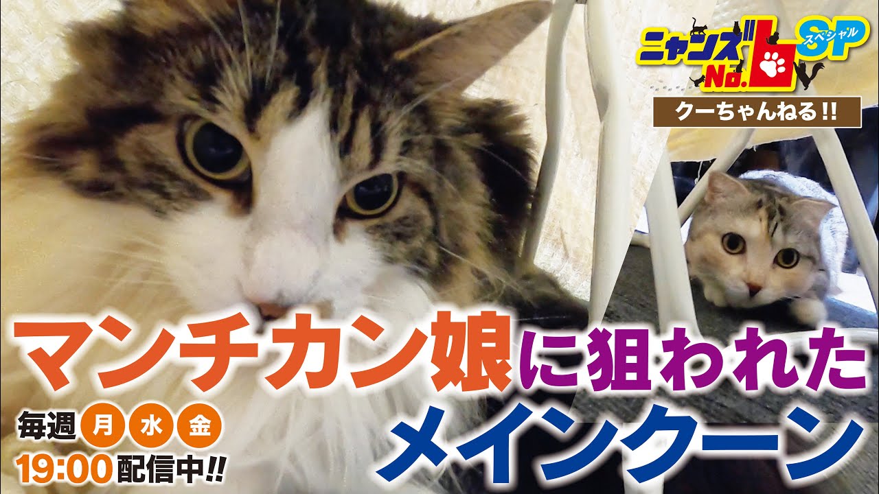 【メインクーン/Maine Coon】マンチカン娘に狙われたメインクーン