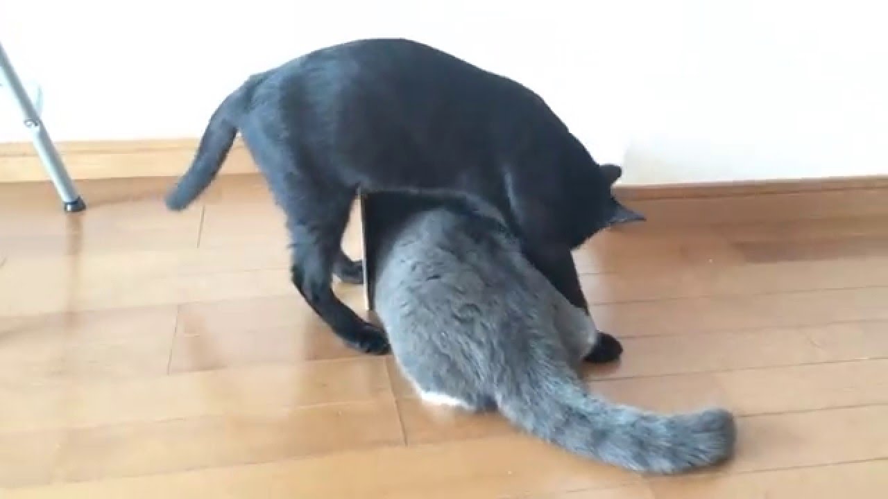 2016/01/21　セルカークレックスの梅子vol.151