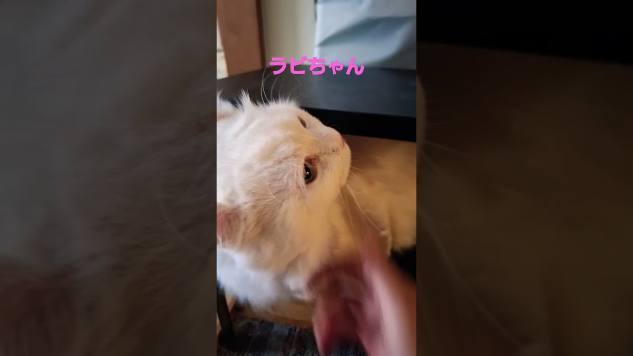 【オッドアイ幸せを呼ぶ猫】カメラが得意じゃないラビちゃん#猫 #cat #白猫#shorts#キンカロー