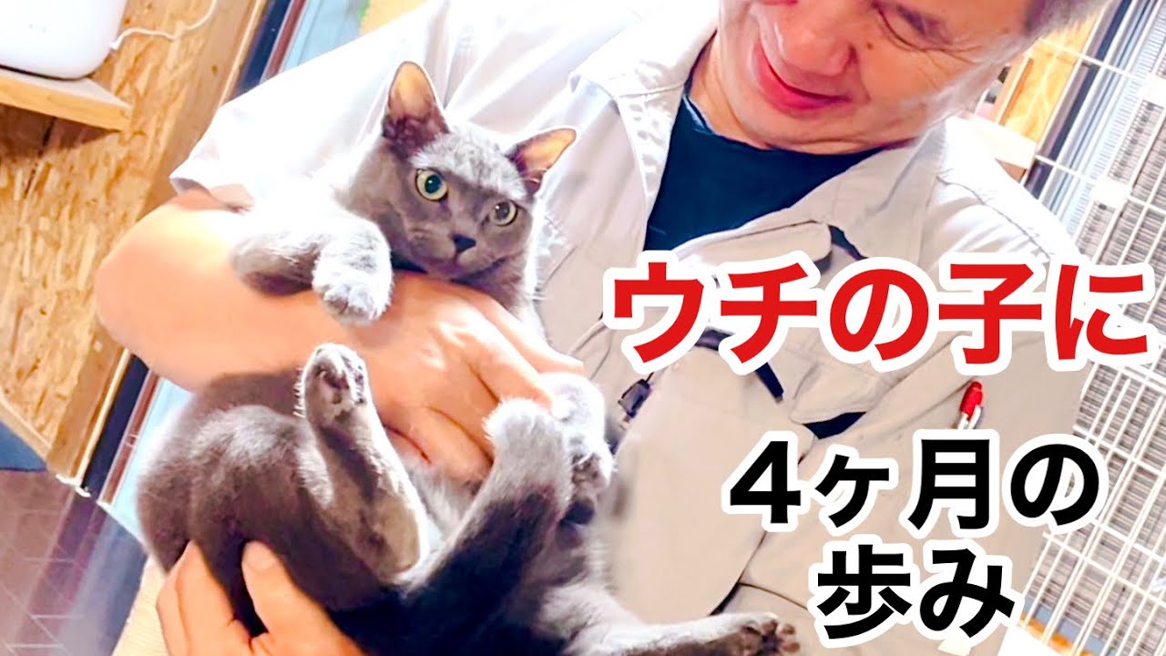 "ウチに新しい家族がやってきた‼︎ロシアンブルーの新生活の歩み"