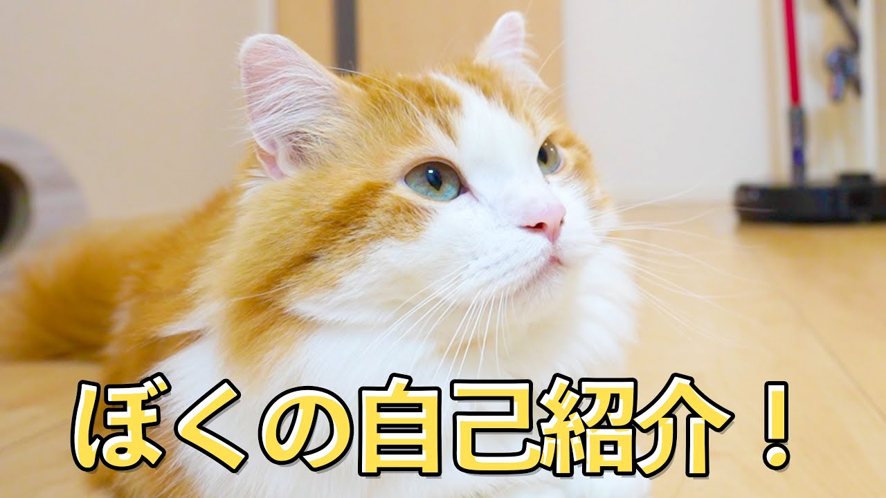 【自己紹介】久しぶりに我が家のマンチカンをご紹介！