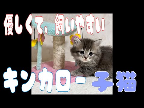 【キンカロー子猫】綺麗なブルーの長足君♡綺麗なブルー♡