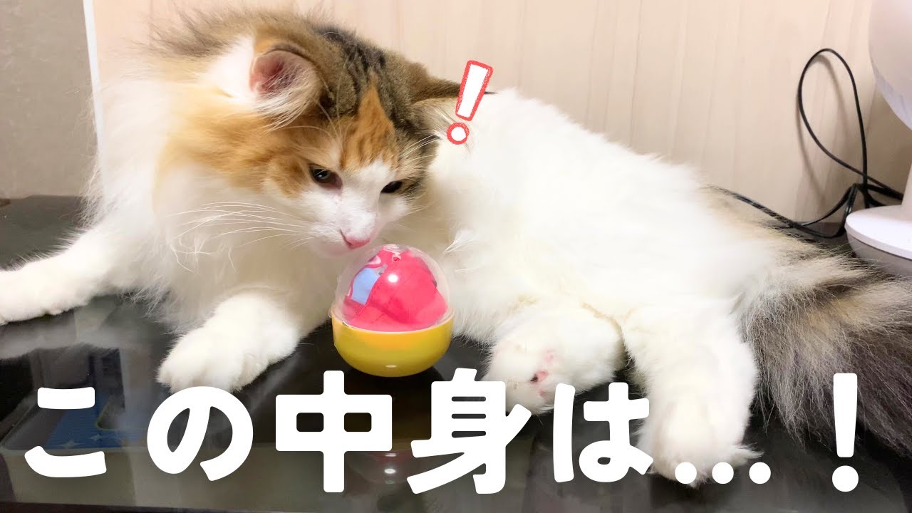 保護猫＆北欧猫に「特別なガチャポン」をプレゼントすると…！【シャム猫/シャムミックス＆ノルウェージャンフォレストキャット】