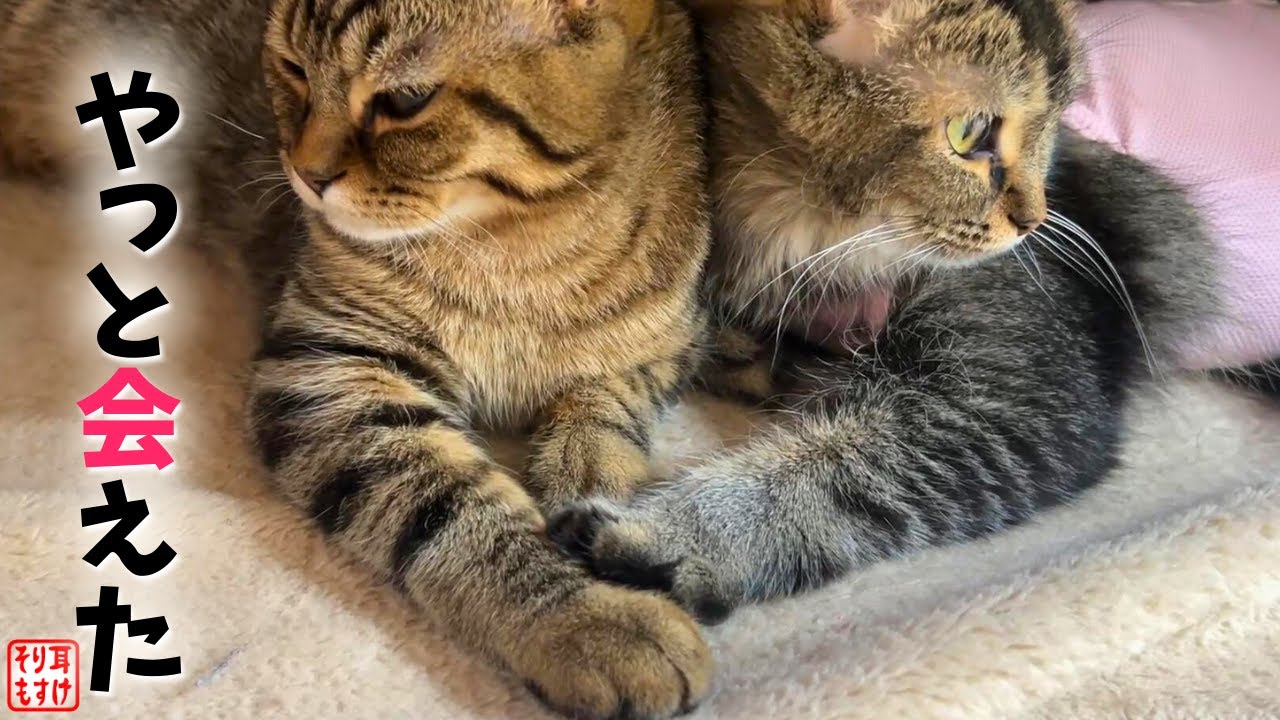 生まれて初めて母親と離れた子猫が再会の時まさかのこうなりました