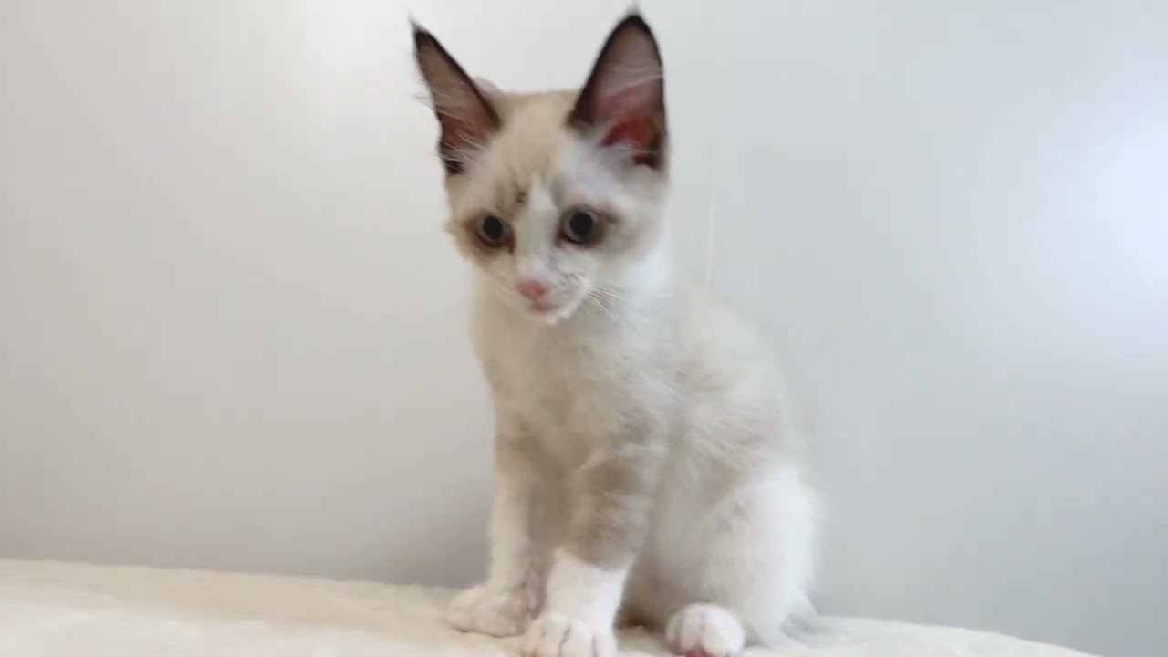 ラグドール 【込み込み価格】