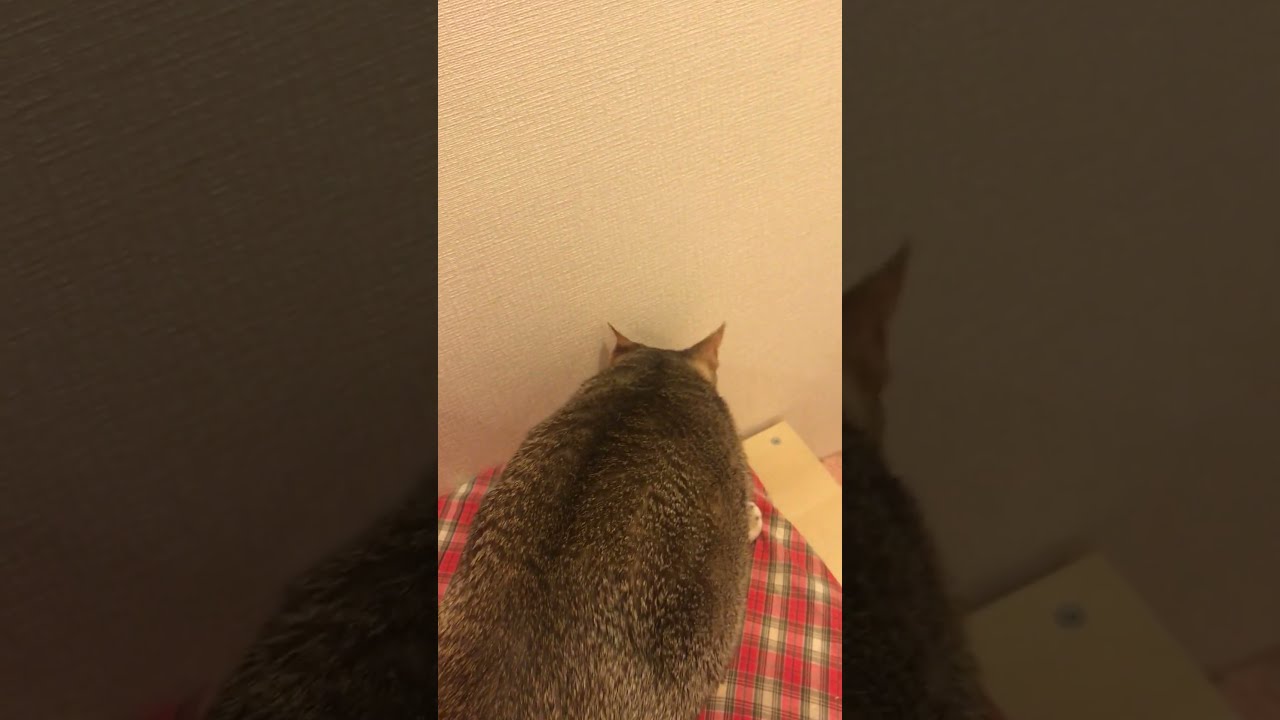 お菓子を咥えてドロボーしようとするシンガプーラなのにゃ♪