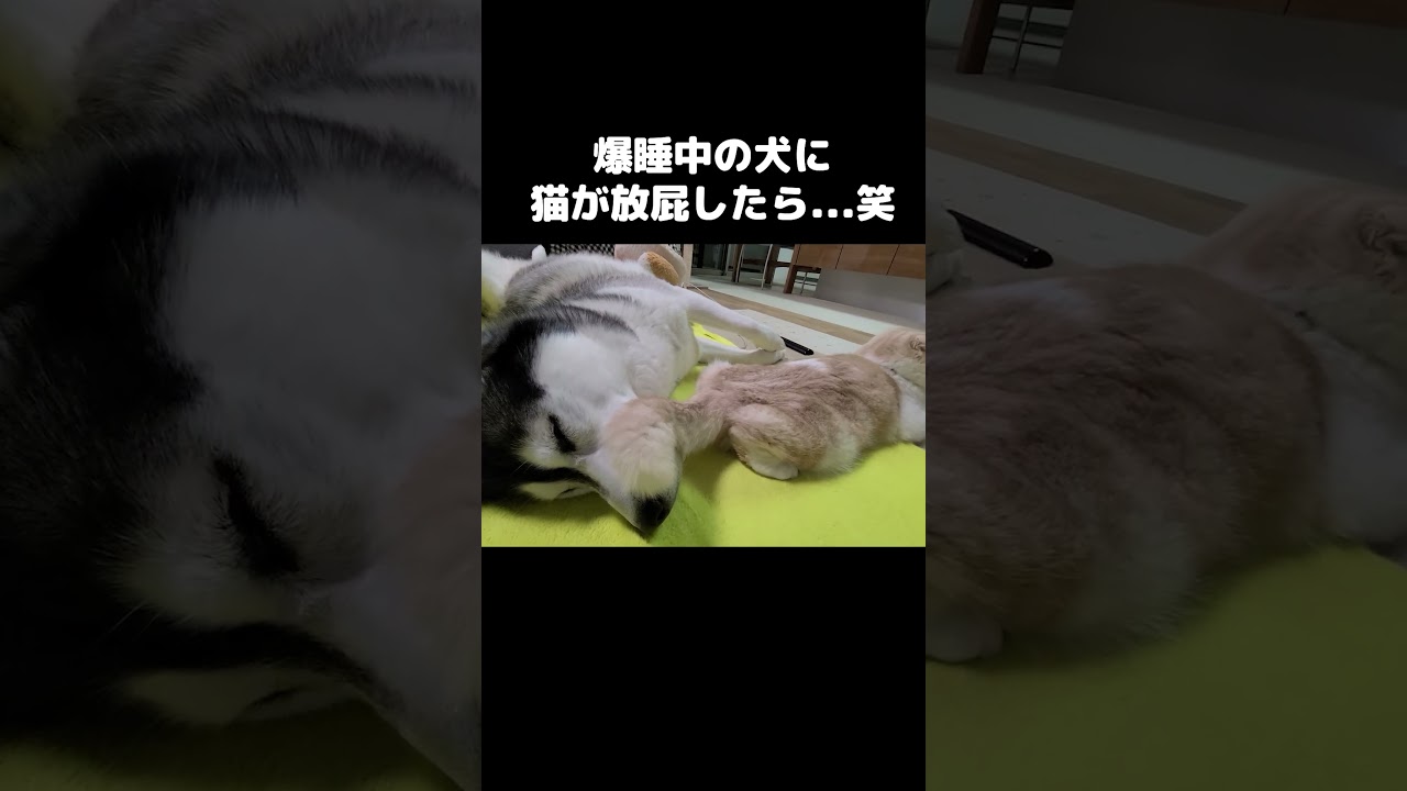 爆睡中の犬に猫が放屁したら...笑#shots