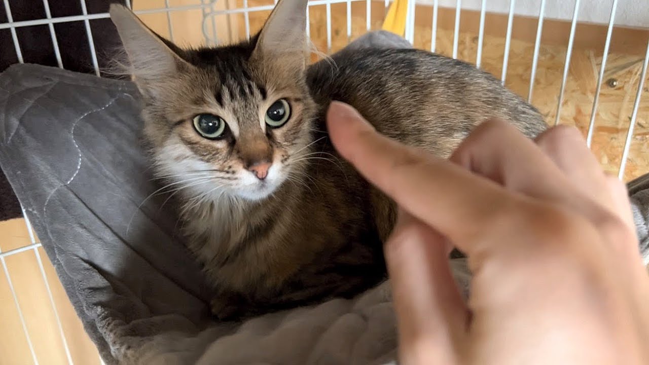 保護猫を一時預かりでお迎えしました、ターキッシュアンゴラというらしいです