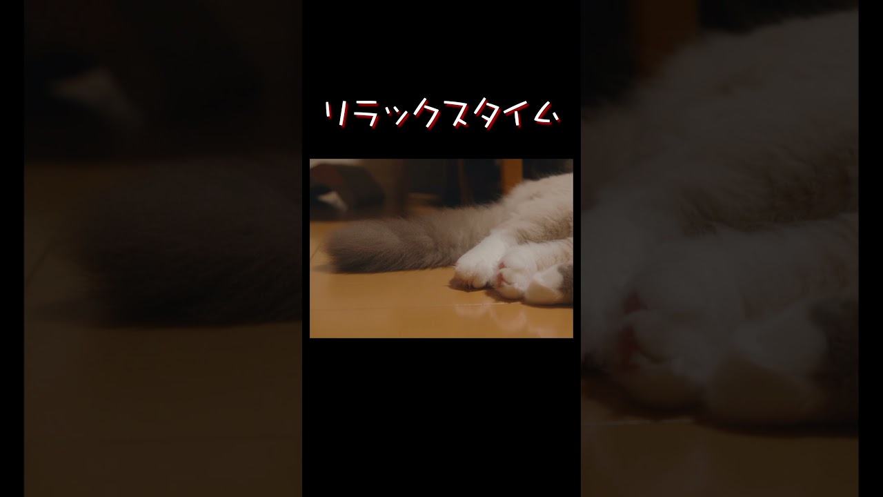 リラックスタイム　#猫 #ラグドール #ragdollcat
