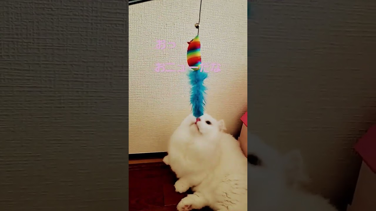 【オッドアイ幸せを運ぶねこ】新しいおもちゃには興味をしめすラビちゃん#オッドアイ#cat#キンカロー#白猫#shorts#猫
