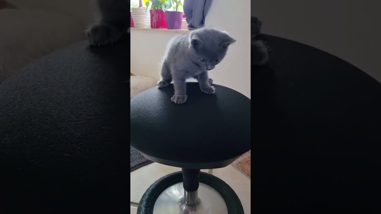 Wer hier wohl mehr Spaß hat: das Chartreux/Kartäuser Kitten oder Meowmy?