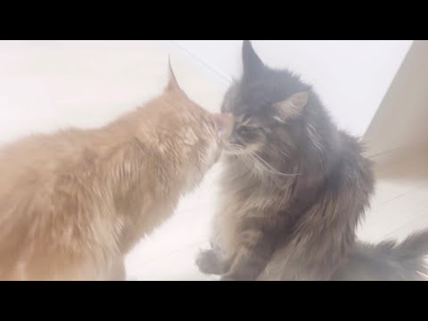 【メインクーンのいる生活】お姉さん猫が板についてきたアリスさん　431日目