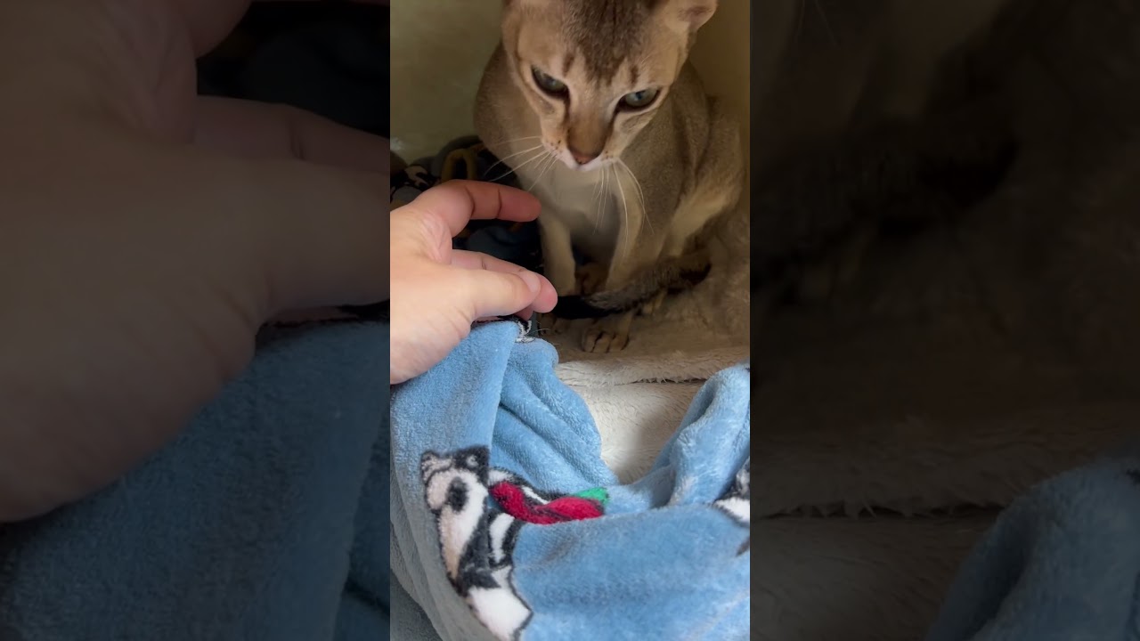 のんびりお部屋でゆっくりなシンガプーラ兄者