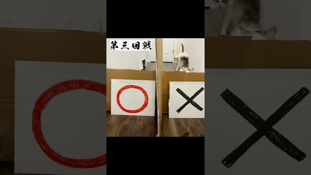 【奇跡】ありえない確率でハズレを引き続ける猫 #Shorts