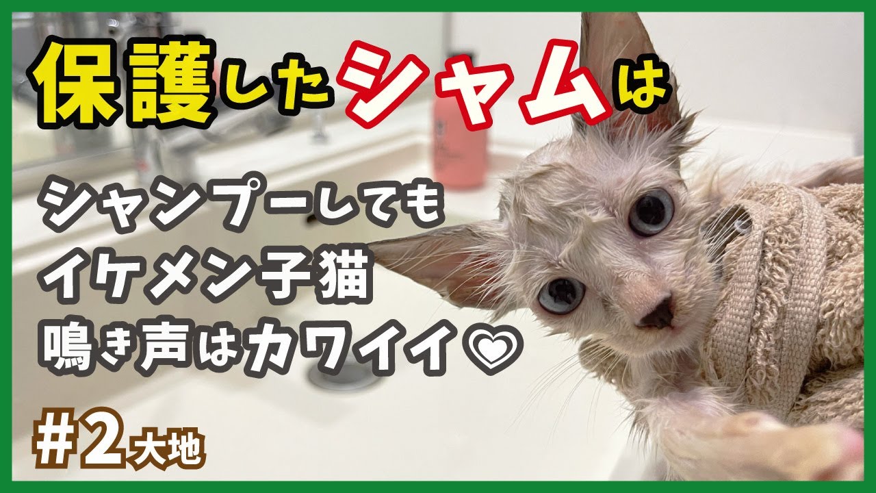 【保護 シャムミックス】綺麗にシャンプー！強気なパンチだけど心は優しい？イケメン子猫はボス猫志望。【野良シャム・大地2】/ Kitten  protection