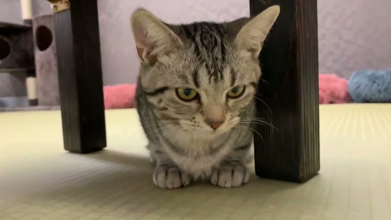 Coo&RIKU　No631168　アメリカンショートヘアー笛音(えね)