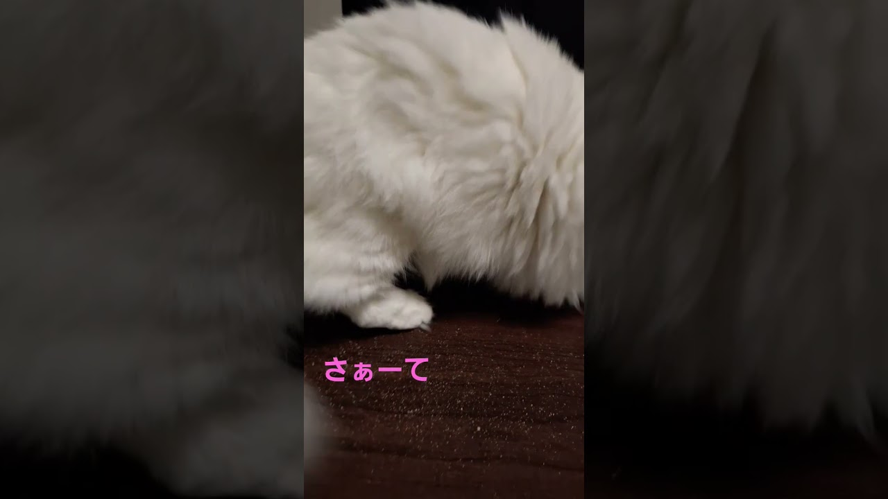 【オッドアイ幸せを呼ぶ猫】一緒には寝てくれないけど近くがいいの#猫#cat#白猫#キンカロー#shorts