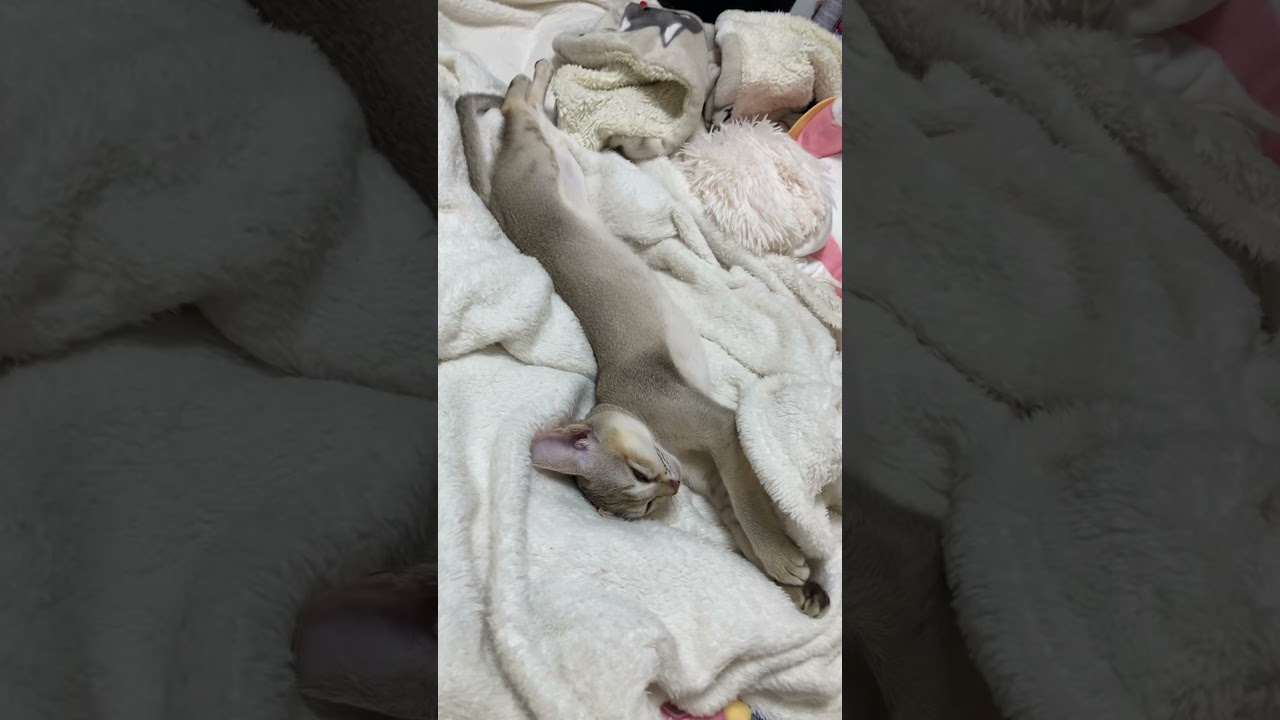 #short のびる猫が可愛い😍　#シンガプーラ #子猫